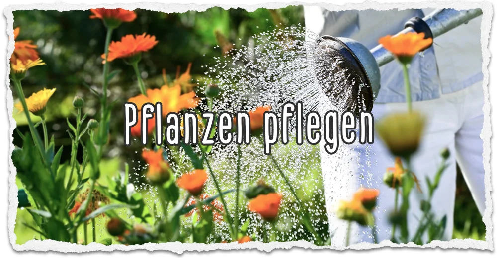 Pflanzen pflegen