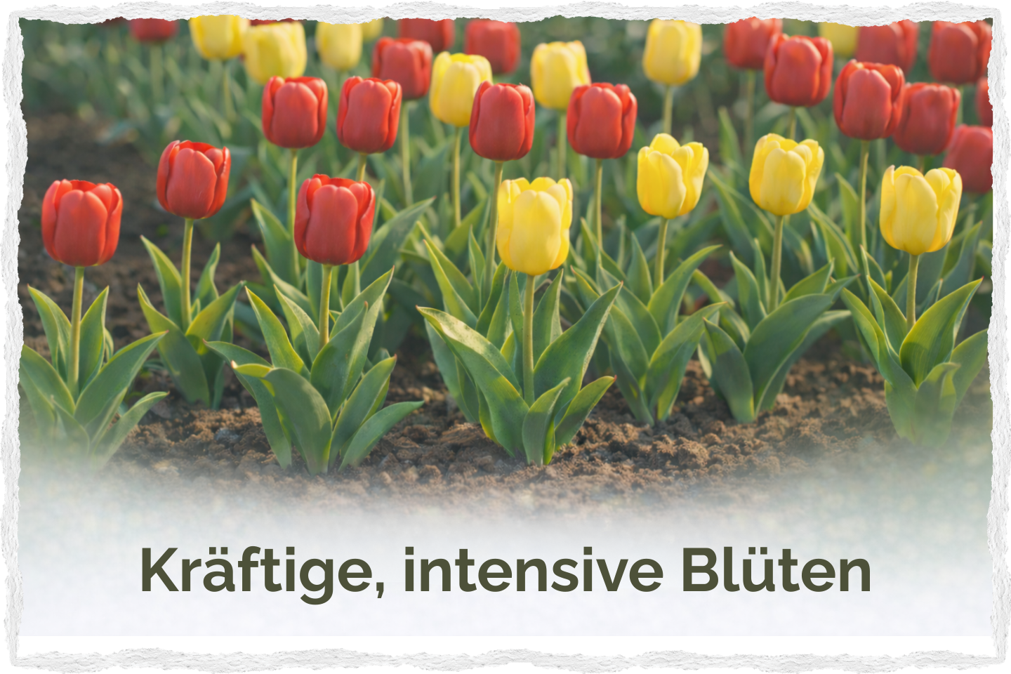 kräftige intensive Blüten