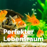 Zeolith grob 5-8 mm - verschiedene Mengen für Gewässer