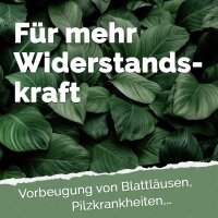 Fermentierter Chili-Knoblauch-Extrakt
