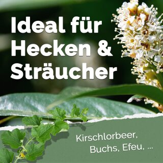 anilin dünger Auberginen-Dünger NPK 3-5-7