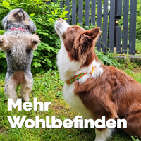 EM Keramik-Halsbänder - verstellbar - verschiedene Farbkombis & Größen