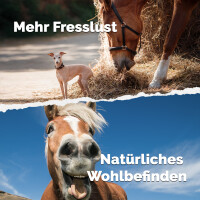 Mikrobiota Horse Liquid 5 Liter