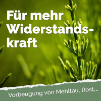 Acker-Schachtelhalm-Extrakt 500 Milliliter